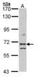 Exocyst Complex Component 7 antibody, NBP1-33333, Novus Biologicals, Western Blot image 