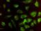 Heme Oxygenase 2 antibody, H00003163-M01, Novus Biologicals, Immunofluorescence image 