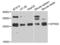 Serine And Arginine Rich Splicing Factor 9 antibody, orb373203, Biorbyt, Western Blot image 