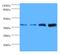 Tubulin-specific chaperone C antibody, MBS1488912, MyBioSource, Western Blot image 