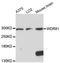 WD repeat-containing protein 81 antibody, LS-C747855, Lifespan Biosciences, Western Blot image 