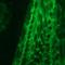 Plakophilin 3 antibody, NBP1-97674, Novus Biologicals, Immunohistochemistry paraffin image 