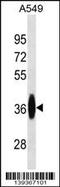 FOLR1 antibody, LS-C159669, Lifespan Biosciences, Western Blot image 