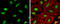 LIG3 antibody, GTX103197, GeneTex, Immunocytochemistry image 