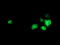 Neuroplastin antibody, TA504407, Origene, Immunofluorescence image 