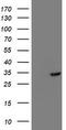 Translocase Of Outer Mitochondrial Membrane 34 antibody, TA503216S, Origene, Western Blot image 