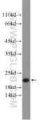 Sorcin antibody, 16471-1-AP, Proteintech Group, Western Blot image 