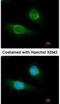 Fibrinogen Gamma Chain antibody, NBP1-31766, Novus Biologicals, Immunofluorescence image 