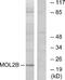 MOB Kinase Activator 3B antibody, A30518, Boster Biological Technology, Western Blot image 