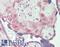 Colony Stimulating Factor 1 Receptor antibody, LS-B15845, Lifespan Biosciences, Immunohistochemistry paraffin image 