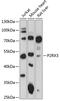 Purinergic Receptor P2X 3 antibody, 14-701, ProSci, Western Blot image 