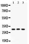 HOXA9 antibody, LS-C344066, Lifespan Biosciences, Western Blot image 