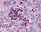 Interferon Regulatory Factor 7 antibody, NBP1-02718, Novus Biologicals, Immunohistochemistry paraffin image 