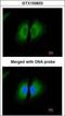 Kininogen 1 antibody, LS-B10750, Lifespan Biosciences, Immunocytochemistry image 