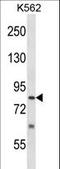 Sentrin-specific protease 5 antibody, LS-C168962, Lifespan Biosciences, Western Blot image 