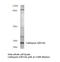 Cathepsin G antibody, LS-B10911, Lifespan Biosciences, Western Blot image 