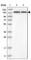 FGAM synthase antibody, HPA022140, Atlas Antibodies, Western Blot image 