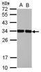 Enolase-Phosphatase 1 antibody, GTX123148, GeneTex, Western Blot image 