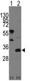 Proto-oncogene FRAT1 antibody, AP11407PU-N, Origene, Western Blot image 