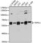 TSPY Like 1 antibody, A12677, Boster Biological Technology, Western Blot image 