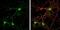 Contactin Associated Protein Like 2 antibody, NBP1-31358, Novus Biologicals, Immunofluorescence image 