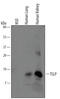 Thymic Stromal Lymphopoietin antibody, MAB1398, R&D Systems, Western Blot image 