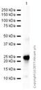 TIMP Metallopeptidase Inhibitor 2 antibody, ab1828, Abcam, Western Blot image 