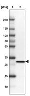 Proteasome 26S Subunit, Non-ATPase 9 antibody, NBP2-47560, Novus Biologicals, Western Blot image 