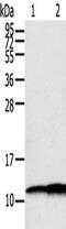 S100 Calcium Binding Protein A11 antibody, CSB-PA625010, Cusabio, Western Blot image 