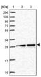 Geminin DNA Replication Inhibitor antibody, PA5-62110, Invitrogen Antibodies, Western Blot image 