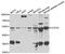 COP9 Signalosome Subunit 2 antibody, abx005327, Abbexa, Western Blot image 