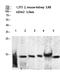 Histone Cluster 1 H2B Family Member A antibody, STJ98689, St John