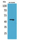 Kruppel Like Factor 12 antibody, STJ96484, St John