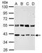 ERGIC And Golgi 3 antibody, GTX122511, GeneTex, Western Blot image 