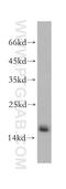 Small Nuclear Ribonucleoprotein D2 Polypeptide antibody, 14789-1-AP, Proteintech Group, Western Blot image 