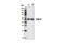 DNA Methyltransferase 3 Like antibody, 13451S, Cell Signaling Technology, Western Blot image 