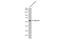 ADP Ribosylation Factor Like GTPase 13B antibody, GTX122703, GeneTex, Western Blot image 