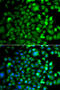 O-Sialoglycoprotein Endopeptidase antibody, 22-965, ProSci, Immunofluorescence image 