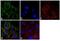 Tubulin Beta 8 Class VIII antibody, PA5-22045, Invitrogen Antibodies, Immunofluorescence image 