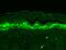 SH3 And Multiple Ankyrin Repeat Domains 1 antibody, MA5-27626, Invitrogen Antibodies, Immunohistochemistry paraffin image 