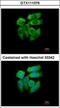 P21 (RAC1) Activated Kinase 1 antibody, GTX111076, GeneTex, Immunofluorescence image 