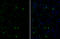 POU Class 3 Homeobox 1 antibody, GTX134063, GeneTex, Immunohistochemistry frozen image 