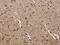 GRB2 Associated Binding Protein 2 antibody, CSB-PA923404, Cusabio, Immunohistochemistry frozen image 