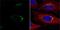 VPS33A Core Subunit Of CORVET And HOPS Complexes antibody, NBP2-20872, Novus Biologicals, Immunofluorescence image 