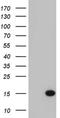 Adipogenesis Associated Mth938 Domain Containing antibody, NBP2-46589, Novus Biologicals, Western Blot image 