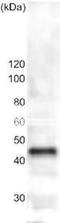 Tubulin antibody, 63-160, BioAcademia Inc, Western Blot image 