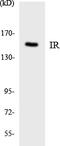 Insulin Receptor antibody, LS-C292138, Lifespan Biosciences, Western Blot image 