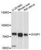 Oviduct-specific glycoprotein antibody, LS-C748102, Lifespan Biosciences, Western Blot image 