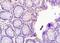 Speedy/RINGO Cell Cycle Regulator Family Member A antibody, orb100259, Biorbyt, Immunohistochemistry paraffin image 