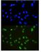 Cyclin Dependent Kinase Inhibitor 1B antibody, LS-C343947, Lifespan Biosciences, Immunofluorescence image 